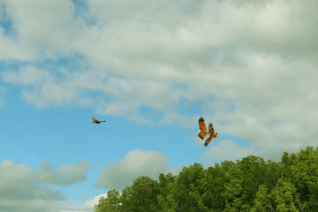 The eagles of langkawi.