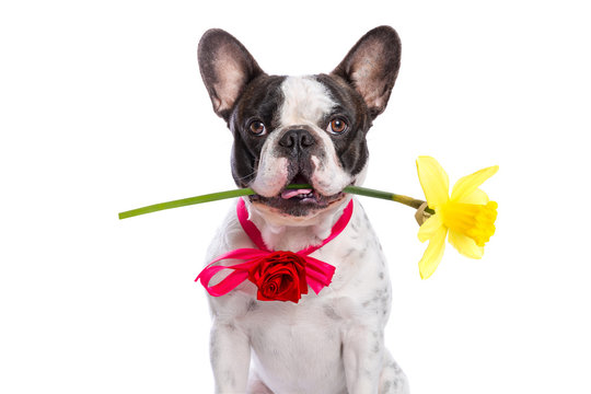 French bulldog holding yellow flower as a gift