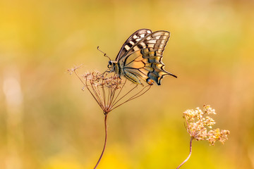 Schwalbenschwanz Schmetterling