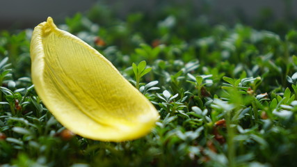 nature  © Magorzata