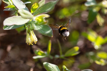 Bumblebee flies from the flower. Wonderful shaggy ass bumblebee. Selective focus