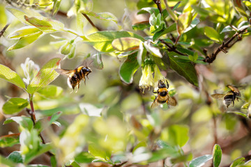 Three bumblebees in a bright spring garden. Selective focus