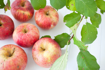 Red organic  apples with leaves