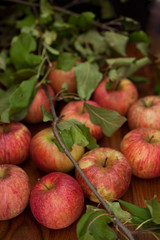 Red organic  apples with leaves