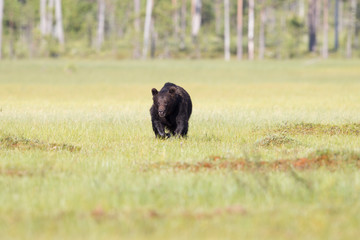 Ein freigestellter laufender Braunbär in der Frontale in einem finnischen Moor