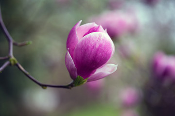 branch of a blooming magnolia