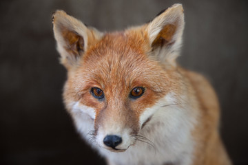 The red Fox