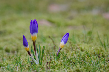 COLORFUL CROCUSES - Spring flowers in a city park