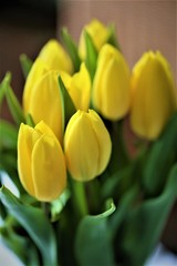Naklejka premium An Image of a tulip