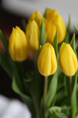 Fototapeta premium An Image of a tulip
