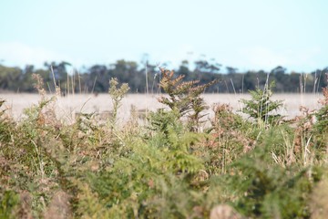 Outback of Australia nice field view 