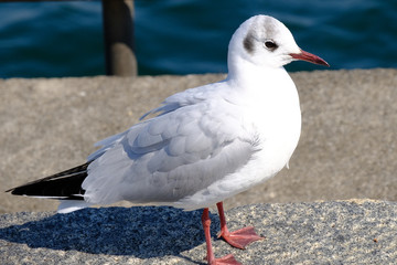 seagull