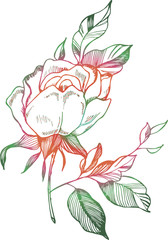 Color rose illustration. Drawing of a plant in the style of a tattoo