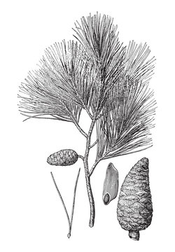 Aleppo Pine (Pinus halepensis) / vintage illustration from Meyers Konversations-Lexikon 1897