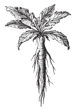 Mandrake (root of a plant) / vintage illustration from Meyers Konversations-Lexikon 1897