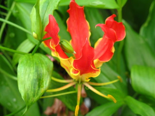 stunning red and yellow flower