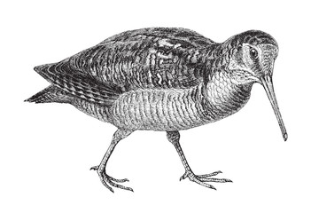 Eurasian Woodcock (Scolopax rusticola) / vintage illustration from Meyers Konversations-Lexikon 1897 - obrazy, fototapety, plakaty