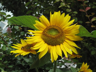 sunflowers