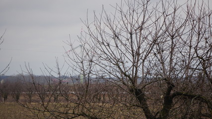 natura drzewo © Magorzata