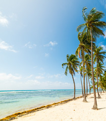 Coconut palm trees and white sand in La Caravelle beach
