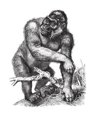 Western gorilla / vintage illustration from Brockhaus Konversations-Lexikon 1908 © Hein Nouwens