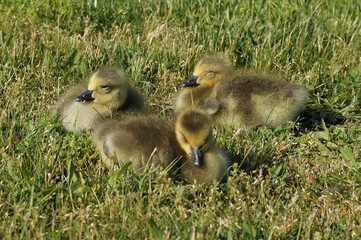 3 Chicks of Canadian Goose sitting in the grass and squinting from sun. One with open eye, two with closed eyes. Close up view.