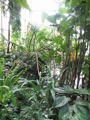 Obraz premium tropical plants