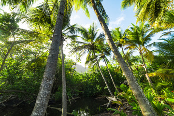 Palm trees in Grande Anse shore in Guadeloupe