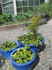 Gardening - vases with papyrus plants