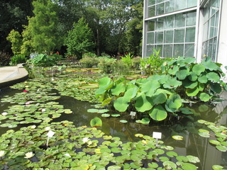 water lilies in the garden