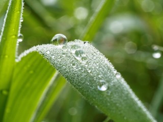dew on leaf