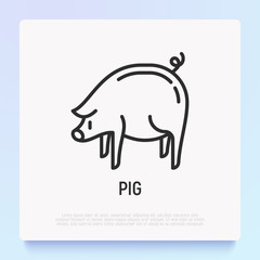 Cartoon pig thin line icon. Modern vector illustration for Chinese horoscope.