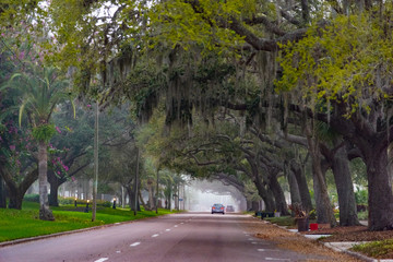 Spanish moss and oak trees in Venice