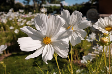 Cosmea, or Cosmos (lat. Cósmos) is a genus of annual and perennial herbaceous plants of the Aster family, or Compositae (Asteraceae).