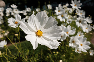 Cosmea, or Cosmos (lat. Cósmos) is a genus of annual and perennial herbaceous plants of the Aster...