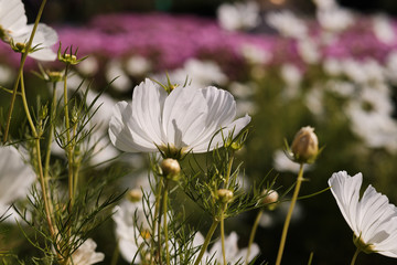 Cosmea, or Cosmos (lat. Cósmos) is a genus of annual and perennial herbaceous plants of the Aster...