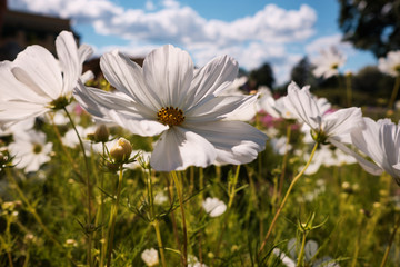 Cosmea, or Cosmos (lat. Cósmos) is a genus of annual and perennial herbaceous plants of the Aster...