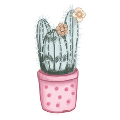 potted cactus