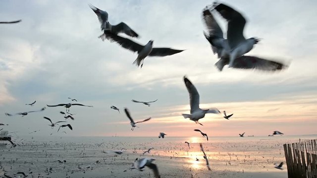 Slow motion of flying seagull catching food in the air