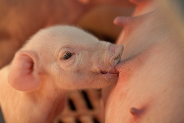 Close up of very cute drinking new born piglet - obrazy, fototapety, plakaty