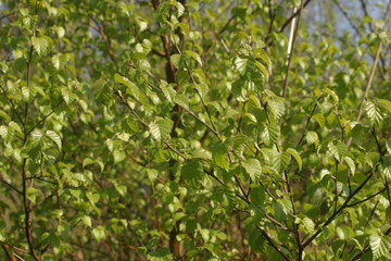 Feuillage de printemps