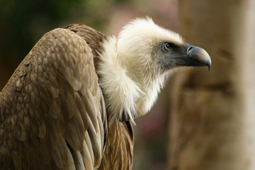 Vulture