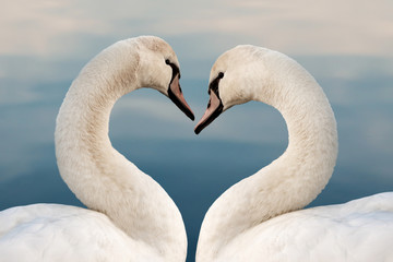 Close up of two swans in the shape of a heart. Love concept, valentine greeting card.