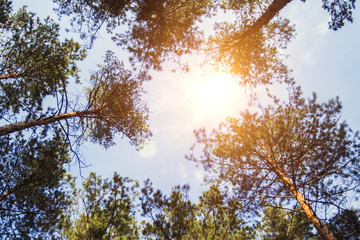 Pine forest on a background of blue sky at sunset. Photo taken from bottom to top