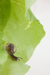 snail eating a lettuce leaf