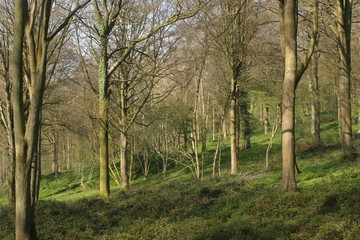 Fototapeta premium Plantation régénération hêtre-2