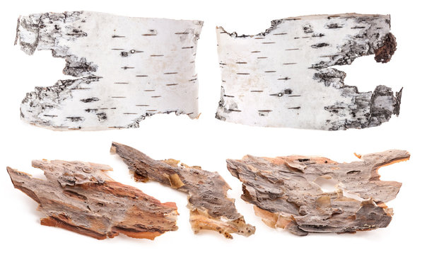 Pieces of birch and pine bark isolated on white