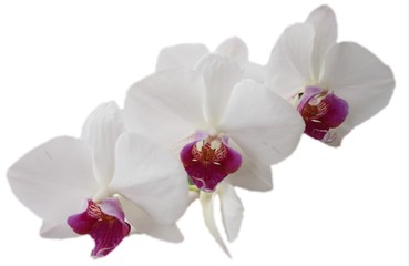 Naklejka na ściany i meble White orchid flower on a white background.