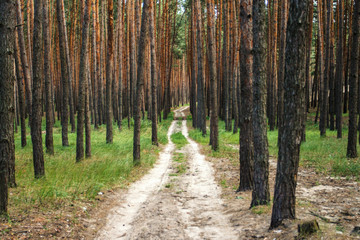 Forest road in a pine forest at sunset. Can be used as wallpaper or background
