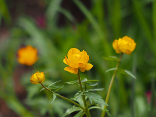 Beautiful bright orange flowers of Trollius asiaticus
